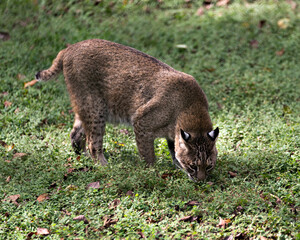 Bobcat Stock Photos. Bobcat walking in the field foraging on green grass with a blur grass background of foliage in its habitat and environment. Image. Picture. Portrait.