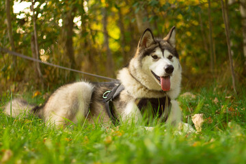 Naklejka na ściany i meble Beautiful young dog of breed Alaskan Malamute in the rays of the sun on a background of greenery and grass