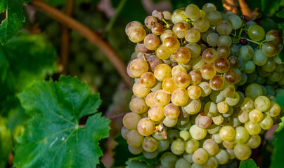 Bunches of white grapes on the vines ready for harvest
