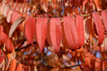 Sumah tree branch with red yellow leaves on an autumn day