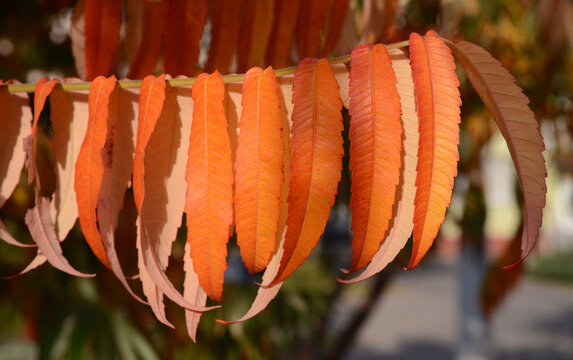 Sumah tree branch with red yellow leaves on an autumn day