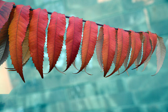 Sumah tree branch with red yellow leaves on an autumn day