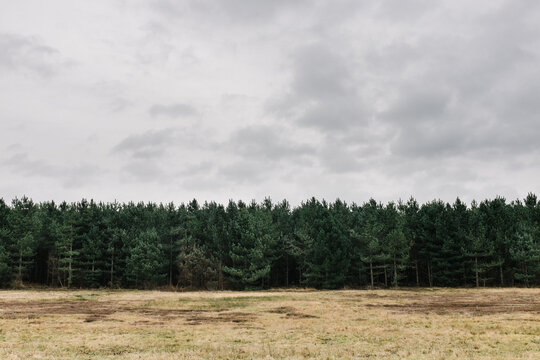 Edge of an evergreen forest