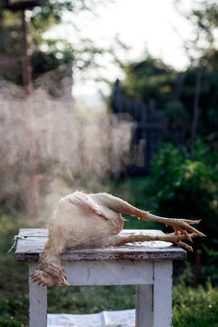 Chicken plucking