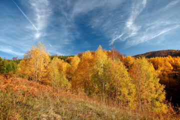 Fototapeta premium Colorful autumn in the mountains