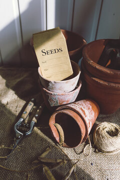Collecting Sweet Pea Seed