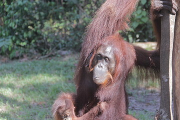 Obraz premium orangutan with baby