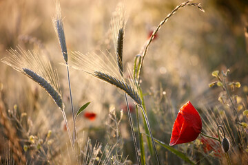 Fototapeta premium Poppy flowers in spring, may