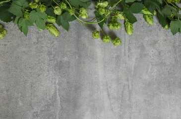 Border from green hop branches on gray rustic stone background. Concept of beer production. Brewing...