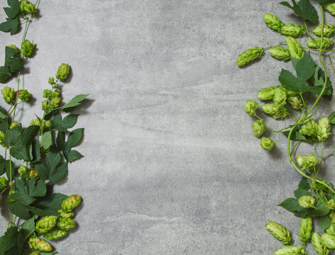 Border from green hop branches on gray rustic stone background. Concept of beer production. Brewing backdrop or mock up. Top view. Flat lay. Copy space