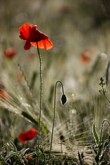 Poppy flowers in spring, may