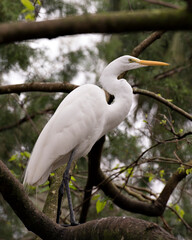 Great White Egret Stock Photo. Great White Egret perched white feather plumage with a blur foliage background in its environment and habitat. Image. Picture. Portrait.