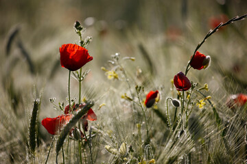 Fototapeta premium Poppy flowers in spring, may