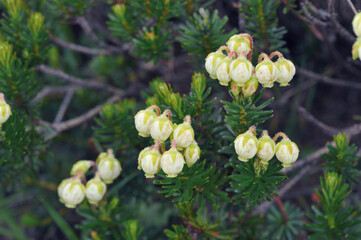 アオノツガザクラ（北海道・大雪山）