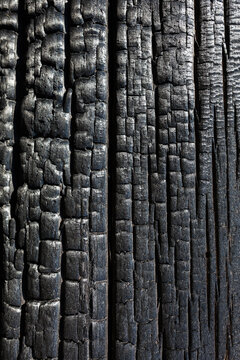 Close up of a burnt Pine Tree