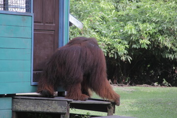 big orangutan ape sit in front of the door of residents' houses © Shony