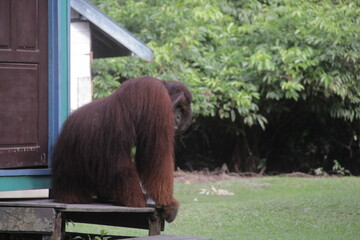 big orangutan ape sit in front of the door of residents' houses © Shony
