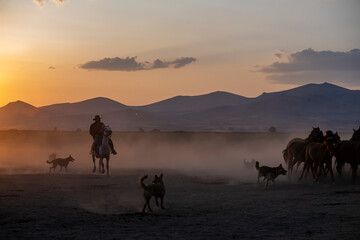 Fototapeta na wymiar Wild horses run in foggy at sunset. Wild horses are running in dust. Near Hormetci Village, between Cappadocia and Kayseri, Turkey