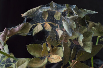 Rose houseplant covered by cobweb done by pests