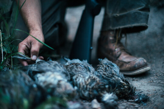 Bird Hunting