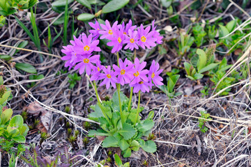 エゾコザクラ（北海道・大雪山）