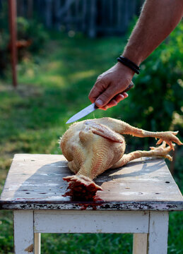 Chicken plucking