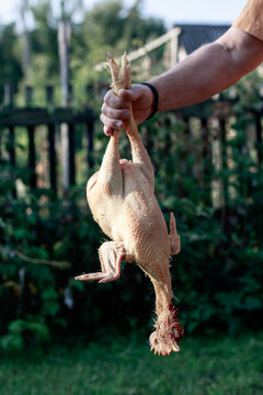 Chicken plucking