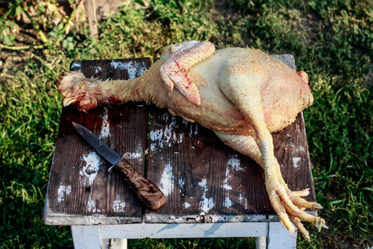Chicken plucking