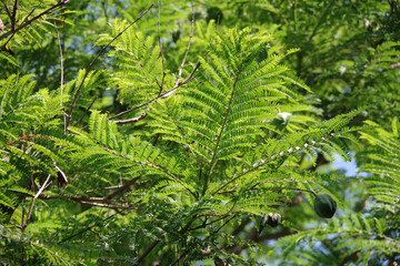 Sunlit jacaranda foliage with seed pods at the end of summer