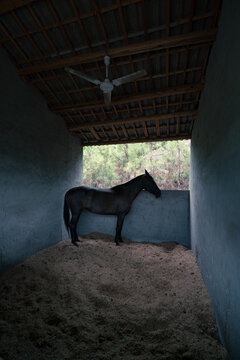 farm, horse