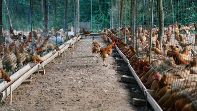 Chicken farm