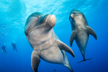 Couple of dolphin
