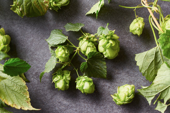 Fresh hop branches on grey background