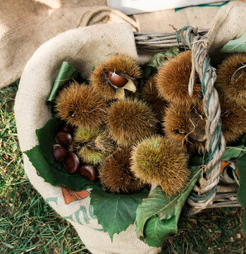 Basket of thorny chestnut burrs just harvested