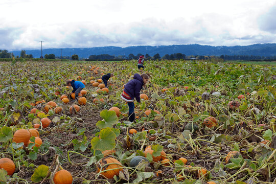 Searching for the best pumpkins in the pumpkin patc