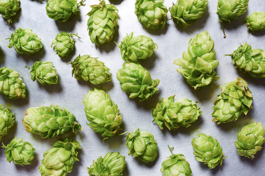 Fresh hop background