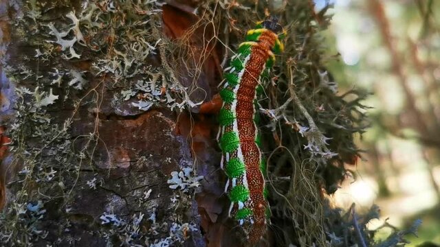 Oruga isabelina en el bosque
