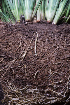 Plant roots