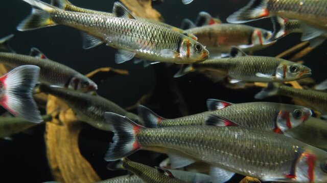Group of fish swimming in aquarium