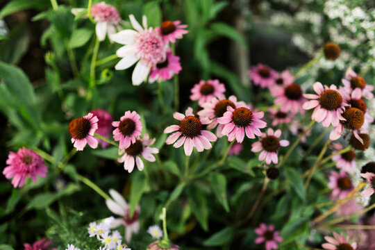 Different cultivars of Echinacea in bloom