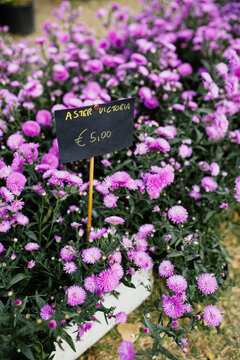 Tag spelling Aster Victoria and price stands in purple aster flowerbed