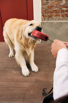 Cute dog playing with its master.
