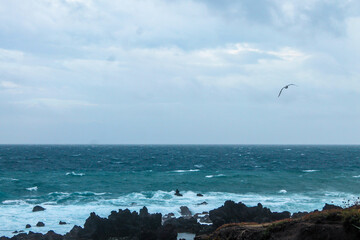 Fototapeta na wymiar Ondas do mar a bater em rochas e uma gaivota voando