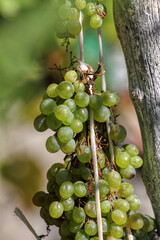 Ripe grapes in fall, october