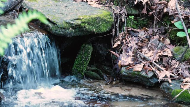 Close-up of forest stream, slow motion