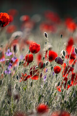 Poppy flowers in spring