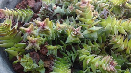 Obraz premium Crassula capitella (Llamas Rojas)