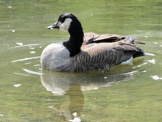 Obraz premium canadian goose swimming