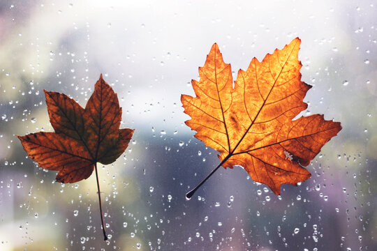 Autumn leaves with rain drops attached on window