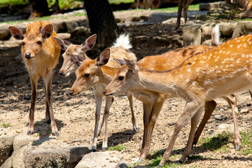 奈良公園の鹿